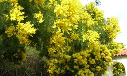 ಕನಸಿಗಿದೆ ಘನತೆ ಎನ್ನುತ ಕಾಡುವ ವಸಂತ