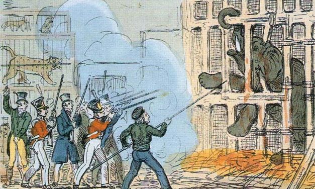 ಹಾಥಿ ಮತ್ತು ಚೂನಿ ಎಂಬ ಎರಡು ನತದೃಷ್ಟ ಆನೆಗಳ ಕಥೆ