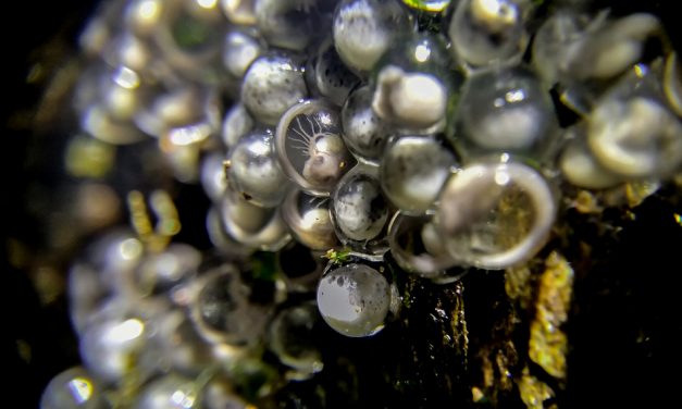 ಶಿದ್ದಲಿಂಗೇಶ್‌ ಮತ್ತೂರ್ ತೆಗೆದ ಈ ದಿನದ ಫೋಟೋ