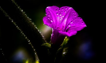 ಸುನೀಲ್‌ ಕುಮಾರ್‌  ಎಂ. ತೆಗೆದ ಈ ದಿನದ ಫೋಟೋ