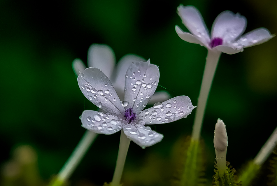 ಸುನೀಲ್‌ ಕುಮಾರ್‌  ಎಂ. ತೆಗೆದ ಈ ದಿನದ ಫೋಟೋ