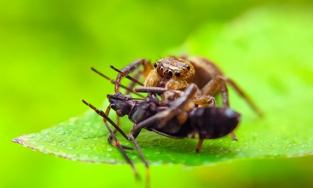 ಶಿದ್ದಲಿಂಗೇಶ್‌ ಮತ್ತೂರ್ ತೆಗೆದ ಈ ದಿನದ ಫೋಟೋ