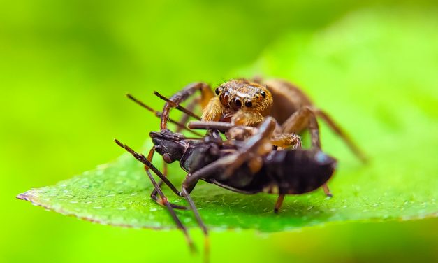 ಶಿದ್ದಲಿಂಗೇಶ್‌ ಮತ್ತೂರ್ ತೆಗೆದ ಈ ದಿನದ ಫೋಟೋ