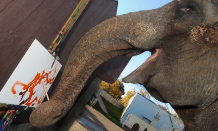 ಆನೆಗಳ ಭಾವ ಪ್ರಪಂಚದ ಚಿತ್ರಗಳು