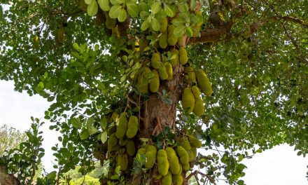 ದಪ್ಪ ತುಂಡಿನ ಬಾಡಿನೆಸರು