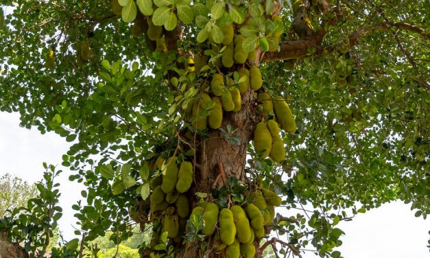 ದಪ್ಪ ತುಂಡಿನ ಬಾಡಿನೆಸರು
