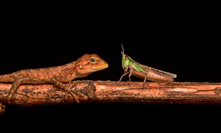 ಕೃಷ್ಣ ದೇವಾಂಗಮಠ ತೆಗೆದ ಈ ದಿನದ ಫೋಟೋ
