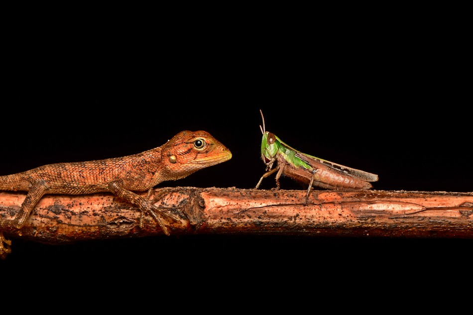 ಕೃಷ್ಣ ದೇವಾಂಗಮಠ ತೆಗೆದ ಈ ದಿನದ ಫೋಟೋ