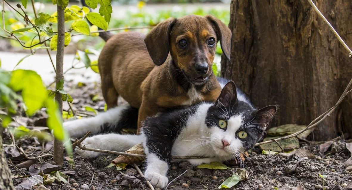 ಪ್ರಾಣಿ ಪ್ರಪಂಚದ ತರ್ಕ ಮೀರಿದ ಕತೆಗಳು