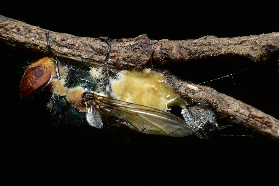 ಸಂದೀಪ್ ಶಾನಭೋಗ್ ತೆಗೆದ ಈ ದಿನದ ಚಿತ್ರ