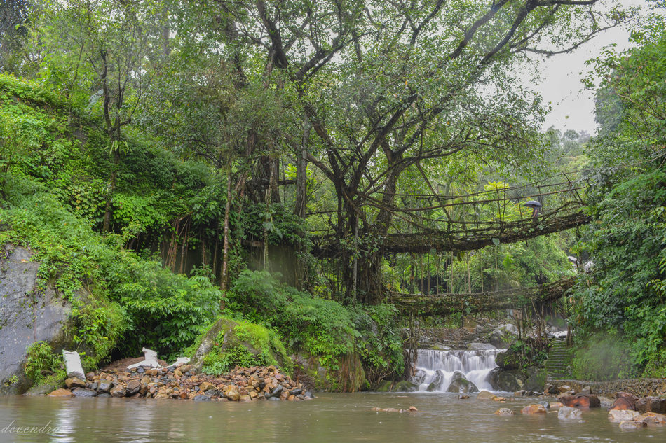 ಜೀವಂತ ಬೇರುಗಳ ಸೇತುವೆಯ ಮೇಲೆ ನಡೆಯುತ್ತಾ…