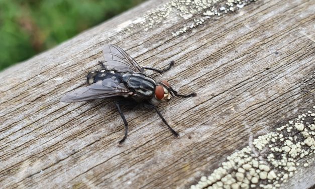 ಒಂದು ನೊಣದ ಕಥೆ….