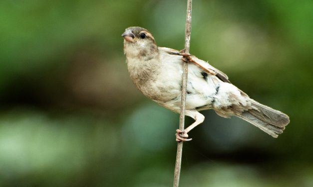 ಸ್ಮಿತಾ ರಾವ್ ತೆಗೆದ ಈ ದಿನದ ಫೋಟೋ