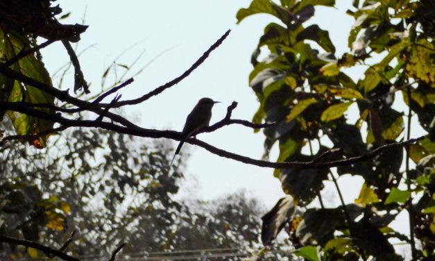 ಸಬೀನಾ ಎ. ತೆಗೆದ ಈ ದಿನದ ಫೋಟೋ