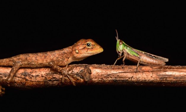 ಕೃಷ್ಣ ದೇವಾಂಗಮಠ ತೆಗೆದ ಈ ದಿನದ ಫೋಟೋ