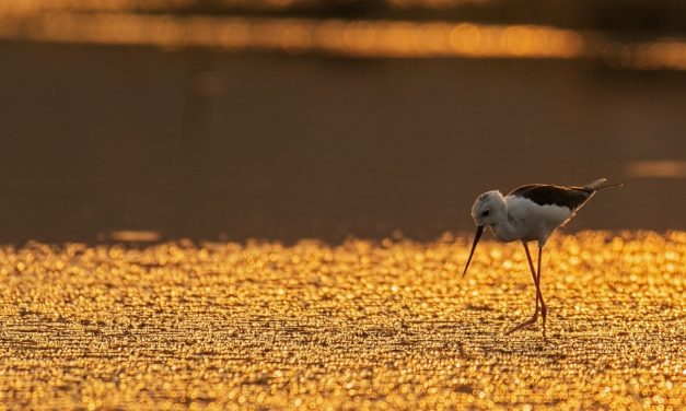 ಹರೀಶ್ ಗೌಡ ತೆಗೆದ ಈ ದಿನದ ಚಿತ್ರ
