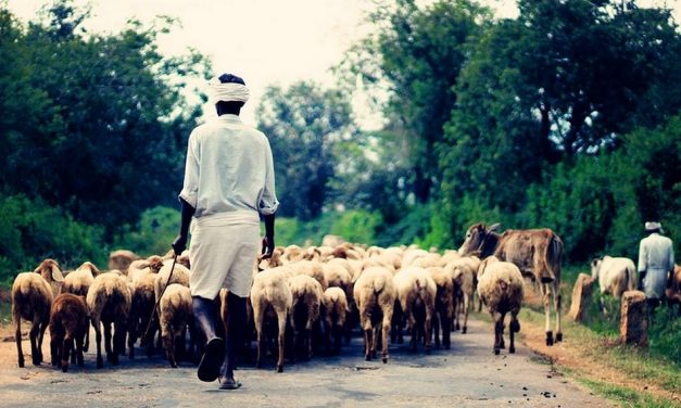 ನೆಮ್ಮದಿ ಎಂಬ ಕಾಂಚನ ಮೃಗದ ಬೆನ್ನಟ್ಟಿ