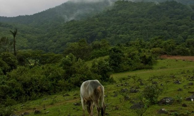 ಮುಗ್ಧತೆಯನ್ನೂ ತಾತ್ವಿಕತೆಯನ್ನೂ ಪೋಣಿಸಿಕೊಂಡ ರಶೀದ್‍ರ ಕತೆಗಳು