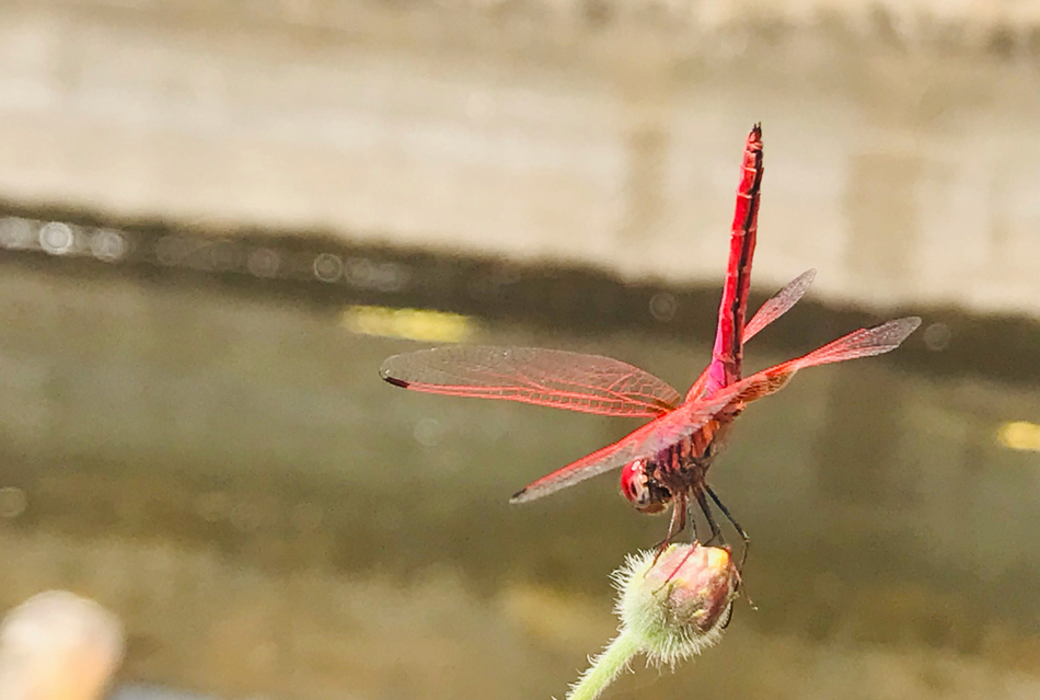 ರವಿಶಂಕರ ಪಾಟೀಲ ತೆಗೆದ ಈ ದಿನದ ಫೋಟೋ