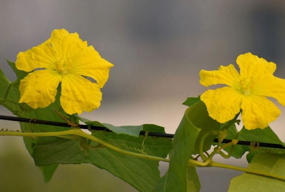 ಕಾವ್ಯಮಾಲೆಯ ಕುಸುಮ ‘ಹೀರೆಯ ಹೂವು’