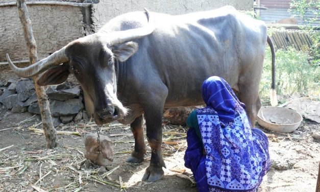ಟ್ಯಾಕ್ಸಿಡರ್ಮಿ ಎಂಬ ಚರ್ಮ ಪ್ರಸಾಧನ ಕಲೆ