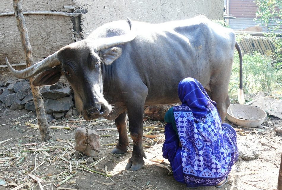 ಟ್ಯಾಕ್ಸಿಡರ್ಮಿ ಎಂಬ ಚರ್ಮ ಪ್ರಸಾಧನ ಕಲೆ