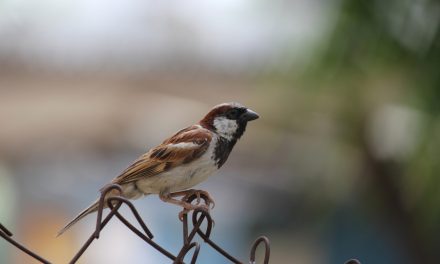 ಗುಬ್ಬಕ್ಕ ಸಿಕ್ಕಳು ಸುಮ್-ಸುಮ್ನೆ ನಕ್ಕಳು!