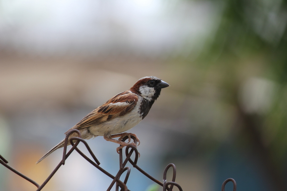 ಗುಬ್ಬಕ್ಕ ಸಿಕ್ಕಳು ಸುಮ್-ಸುಮ್ನೆ ನಕ್ಕಳು!