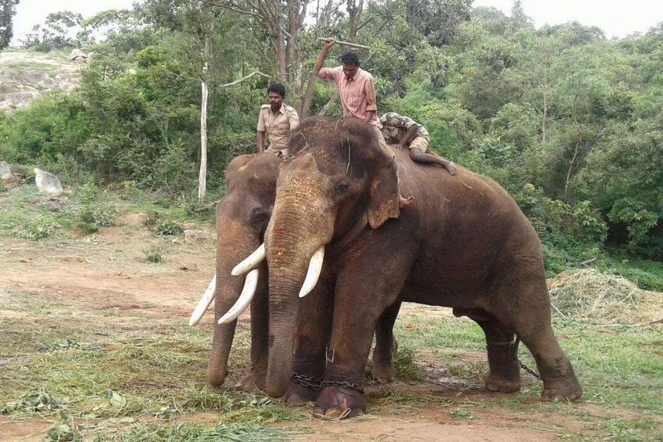ಆನೆಗಳಿಗಾಗಿ ಕಾಡಿನಲ್ಲಿ ಮೇವು ಬೆಳೆದರೇ..