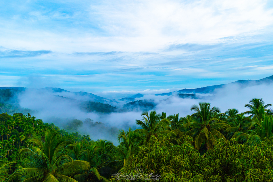 ಶಿದ್ದಲಿಂಗೇಶ್‌ ಮತ್ತೂರ್ ತೆಗೆದ ಈ ದಿನದ ಫೋಟೋ
