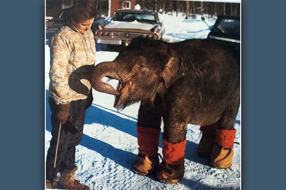 ಬಹುಮಾನವಾಗಿ ಸಿಕ್ಕ ಆನೆಮರಿಯೊಂದರ ಜೀವನಗಾಥೆ