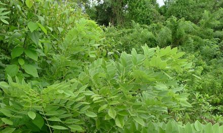 ಸಾವೇ ಇಲ್ಲದ ಗಿಡ ಮತ್ತು ಹ್ಯುಮಸ್ಸು
