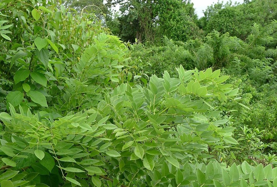 ಸಾವೇ ಇಲ್ಲದ ಗಿಡ ಮತ್ತು ಹ್ಯುಮಸ್ಸು