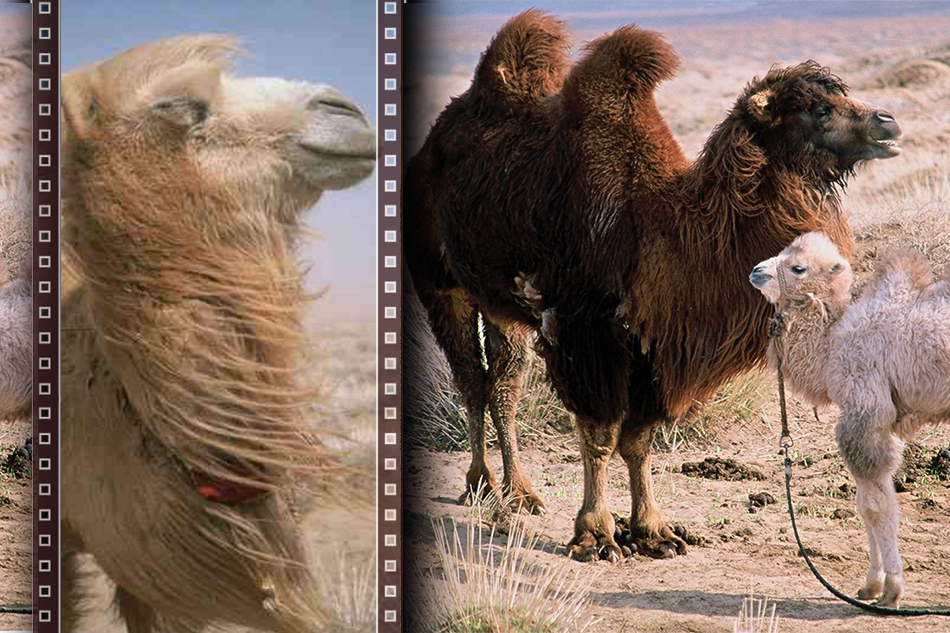 ಈ‌ ಒಂಟೆಗೇಕೆ ಮರಿಯ ಮೇಲಿಷ್ಟು ಸಿಟ್ಟು..