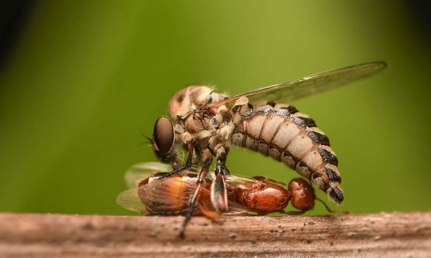 ಕೃಷ್ಣ ದೇವಾಂಗಮಠ ತೆಗೆದ ಈದಿನದ ಫೋಟೊ