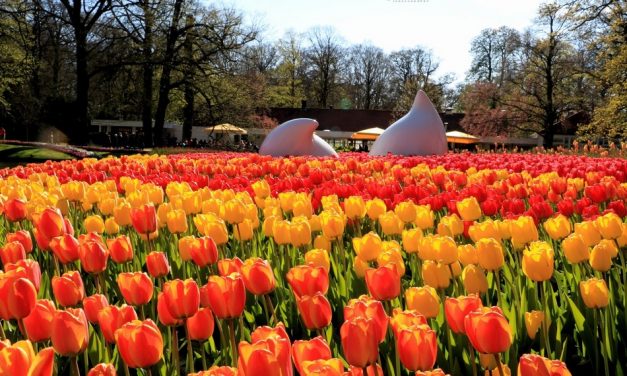 ನೆದರ್ಲ್ಯಾಂಡ್ಸ್ ನೆನಪು: ಕಂದಪುಷ್ಪದ ಕಥೆ