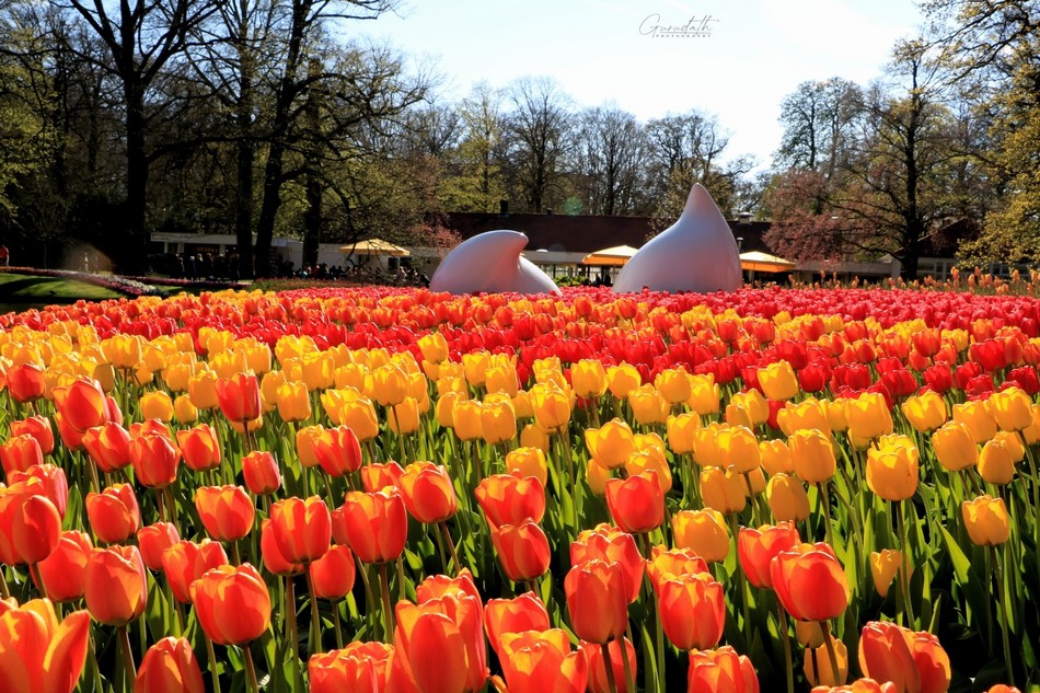 ನೆದರ್ಲ್ಯಾಂಡ್ಸ್ ನೆನಪು: ಕಂದಪುಷ್ಪದ ಕಥೆ