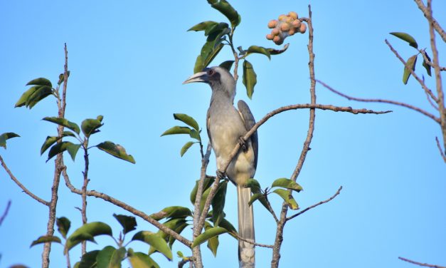 ಅಭಿಷೇಕ್ ವೈ.ಎಸ್. ತೆಗೆದ ಈ ದಿನದ ಫೋಟೋ