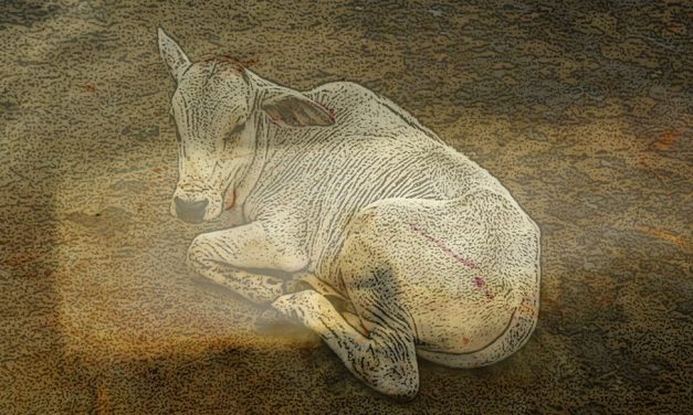 ನಾನು ಮೆಚ್ಚಿದ ನನ್ನ ಕಥಾ ಸರಣಿಯಲ್ಲಿ ಕಲ್ಲೇಶ್‌ ಕುಂಬಾರ್ ಬರೆದ ಕತೆ