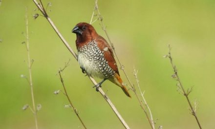 ಚುಕ್ಕೆ ರಾಟುವಾಳ, ನಾನು ಮತ್ತು ನಂಬಿಕೆ