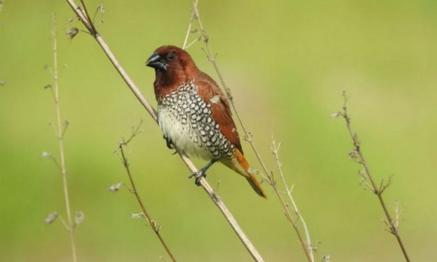 ಚುಕ್ಕೆ ರಾಟುವಾಳ, ನಾನು ಮತ್ತು ನಂಬಿಕೆ
