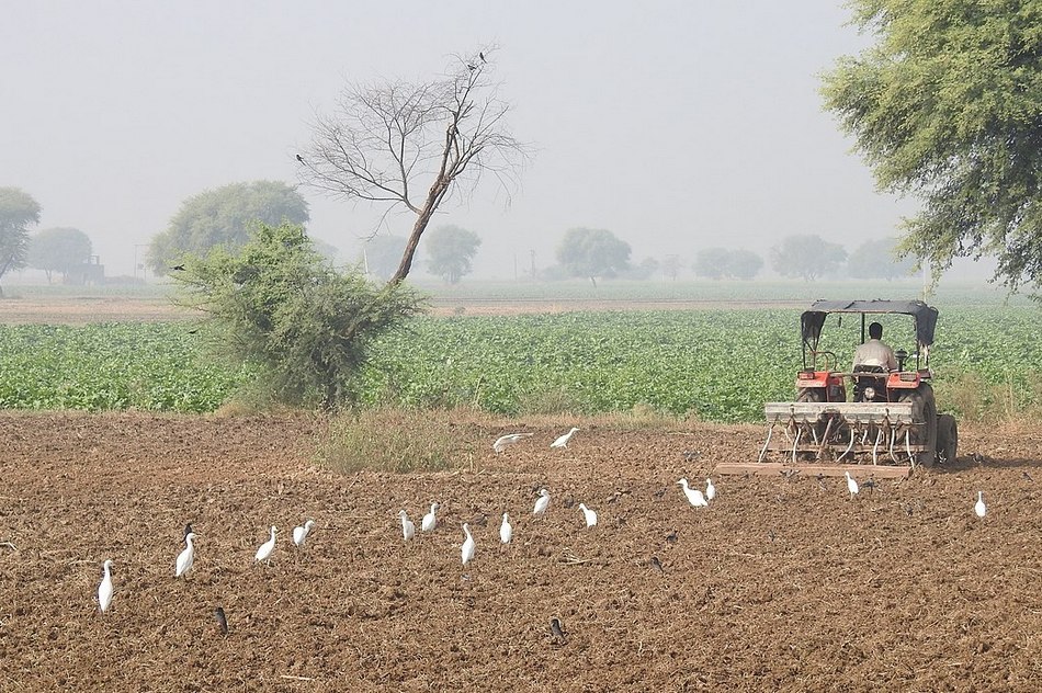 ಅಯ್ಯೋ ಸರ್ ಇಲ್ಲಿ ಹಲ್ಲಿಗಳು ಇವೆ!