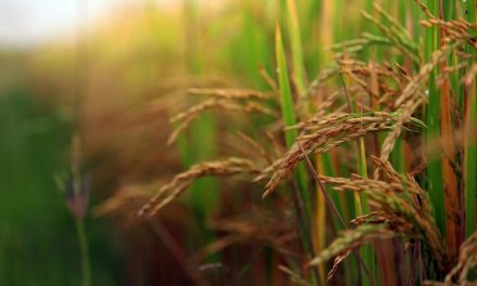 ಇದ್ದ ಮೂವರಲ್ಲಿ ಕದ್ದವರು ಯಾರು?