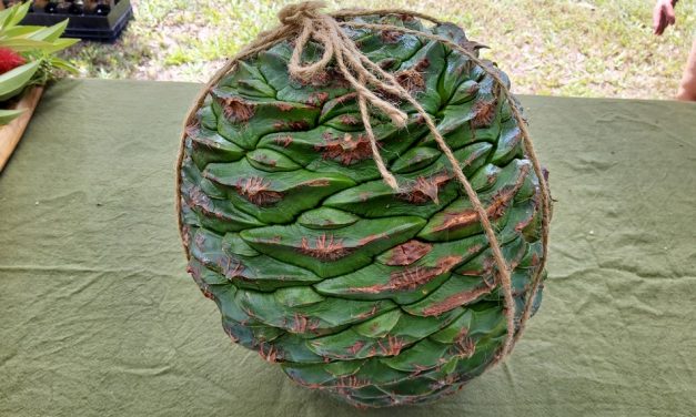 ಬನ್ಯಾ ಮರ ಹಬ್ಬ ಮತ್ತು ಬನ್ಯಾ ಡ್ರೀಮಿಂಗ್