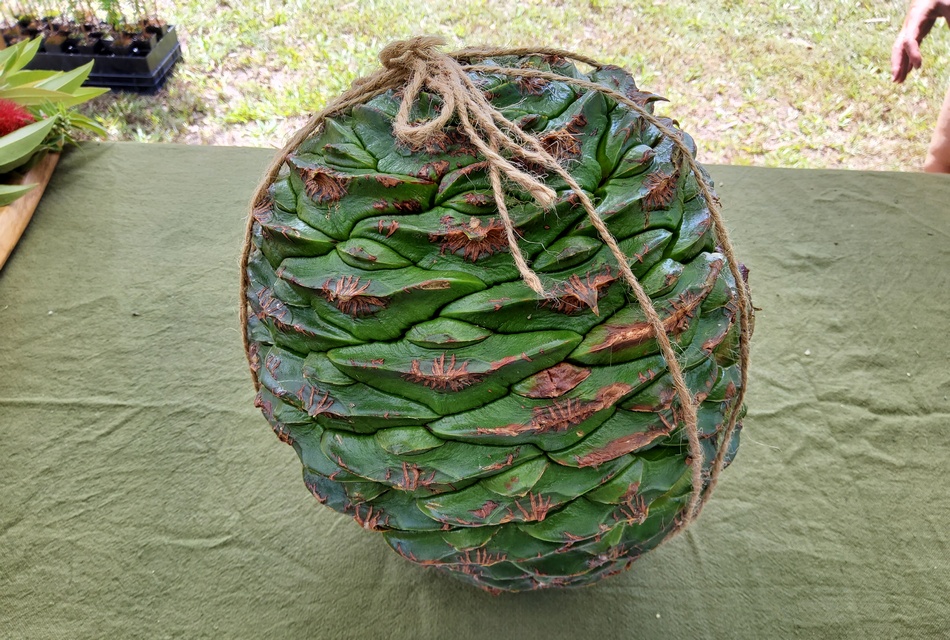 ಬನ್ಯಾ ಮರ ಹಬ್ಬ ಮತ್ತು ಬನ್ಯಾ ಡ್ರೀಮಿಂಗ್