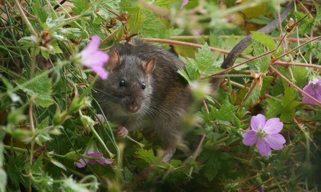 ದಯೆಯೆಂಬ ಧರ್ಮದ ಮೂಲ….