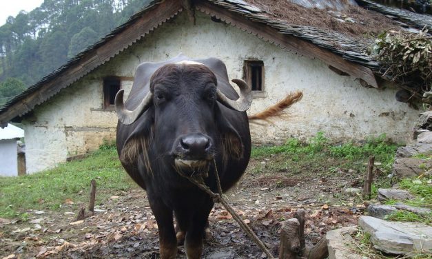 ಎಮ್ಮೆಎಮ್ಮೆಯೆಂದೇಕೆ ಬೀಳುಗಳೆವಿರಿ?