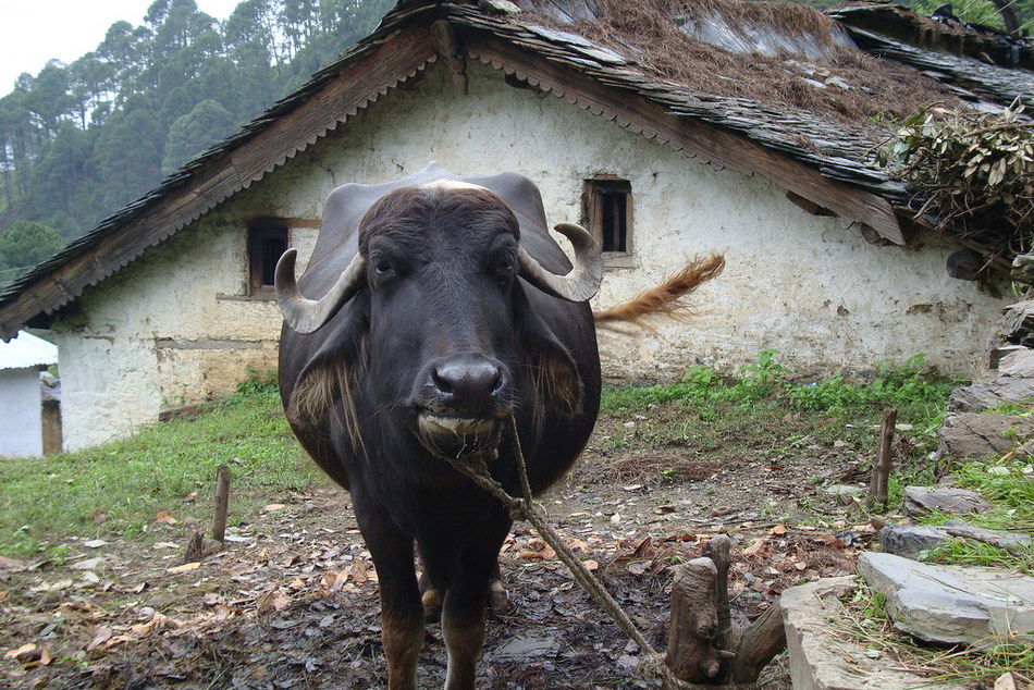 ಎಮ್ಮೆಎಮ್ಮೆಯೆಂದೇಕೆ ಬೀಳುಗಳೆವಿರಿ?