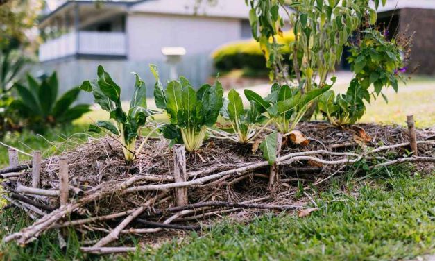 ಸಸ್ಯ ನೆಡುವವರ ಸಂತಸದ ಘಳಿಗೆಗಳು: ವಿನತೆ ಶರ್ಮ ಅಂಕಣ