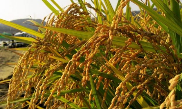 ಬೆಳೆದ ಅಕ್ಕಿಯ ಉಣ್ಣುವ ತವಕ…: ಗುರುಪ್ರಸಾದ ಕುರ್ತಕೋಟಿ ಅಂಕಣ